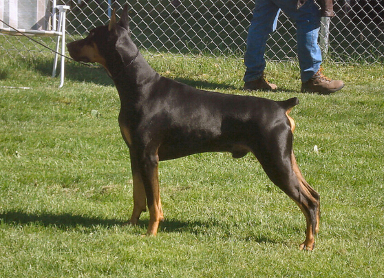 犬类品种大全杜宾犬,犬种百科之安纳托利亚牧羊犬