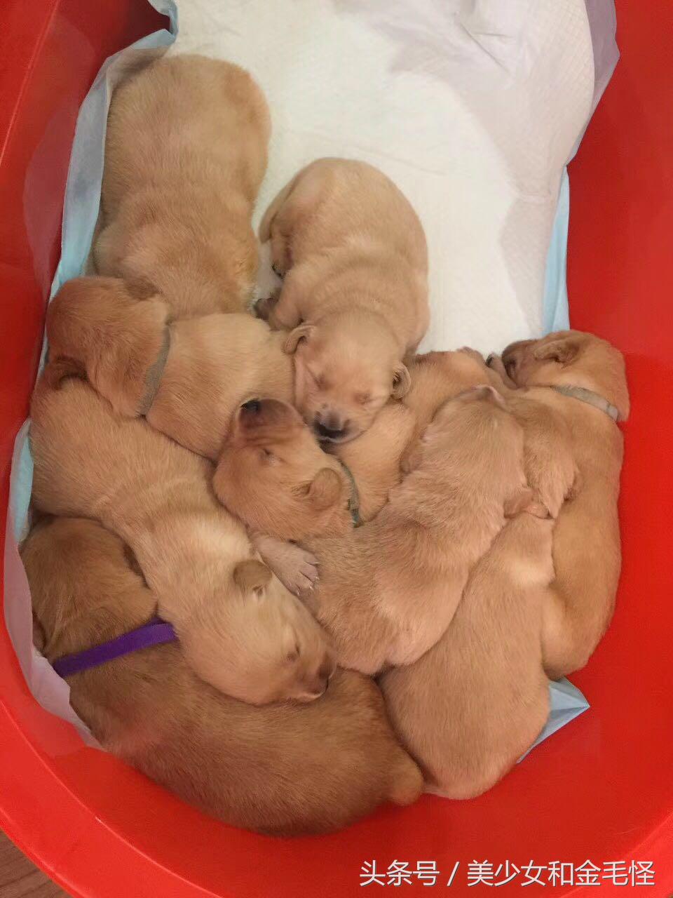 狗分娩时关注事项,狗妈妈分娩之后吃什么