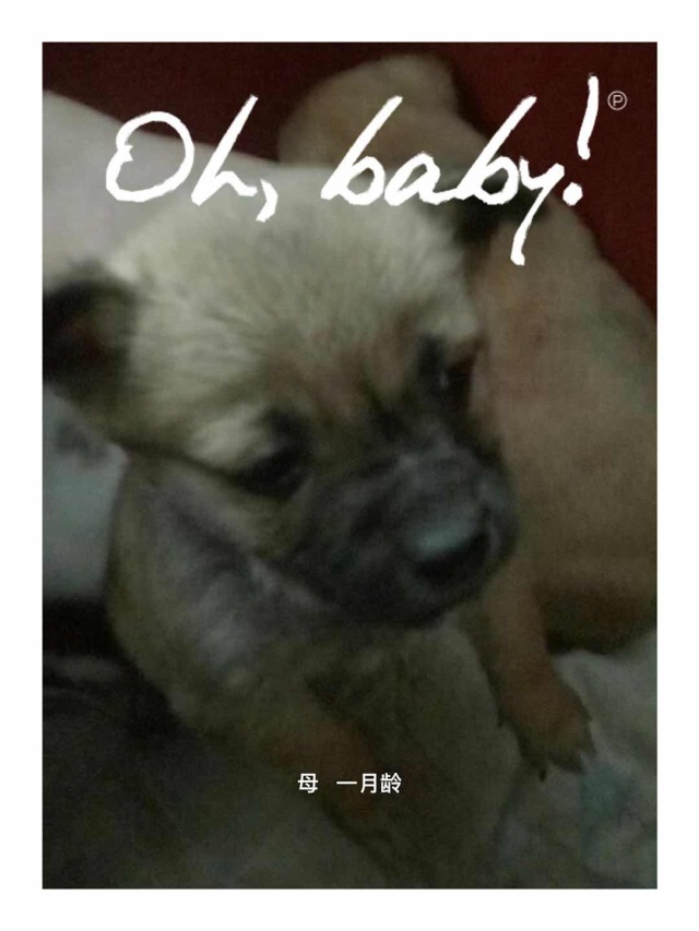 家有一群小精灵,有一群小精灵