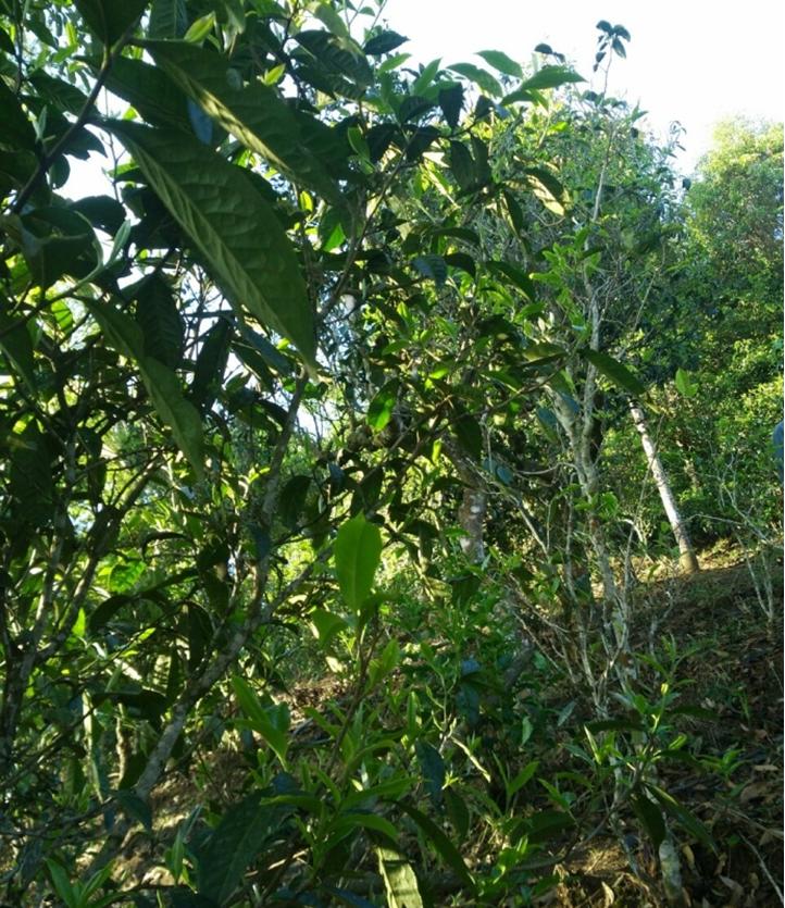 茶友聊茶12期：拔玛古茶，果香型不淡不酽的甘甜—南糯山最好的茶