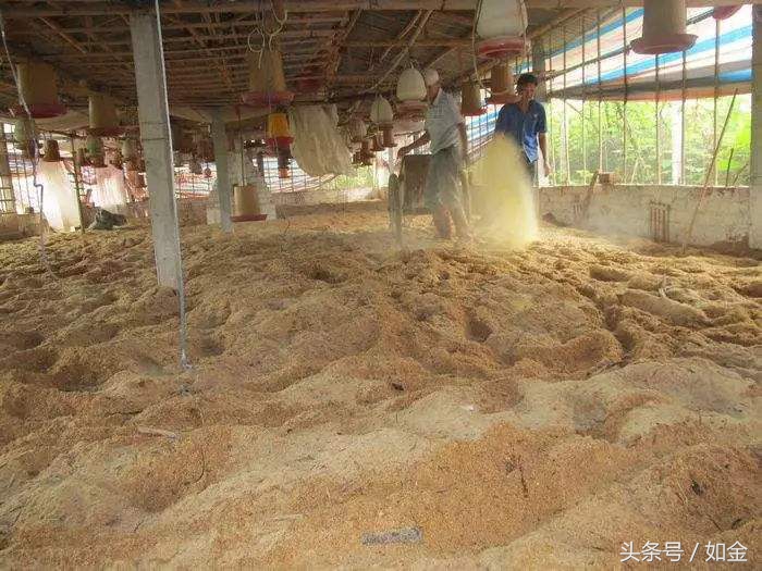 发酵床死床了怎么恢复？需要重头制作吗？