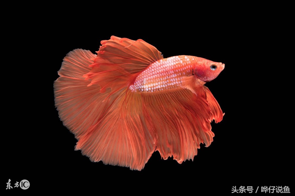 养什么观赏鱼比较好而且好看,哪种观赏鱼比较好养又好看