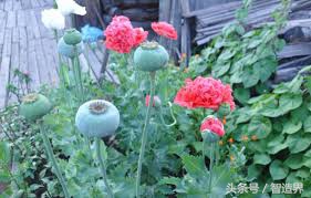 致幻类物品有哪些,致幻实验室究竟如何拿回原材料