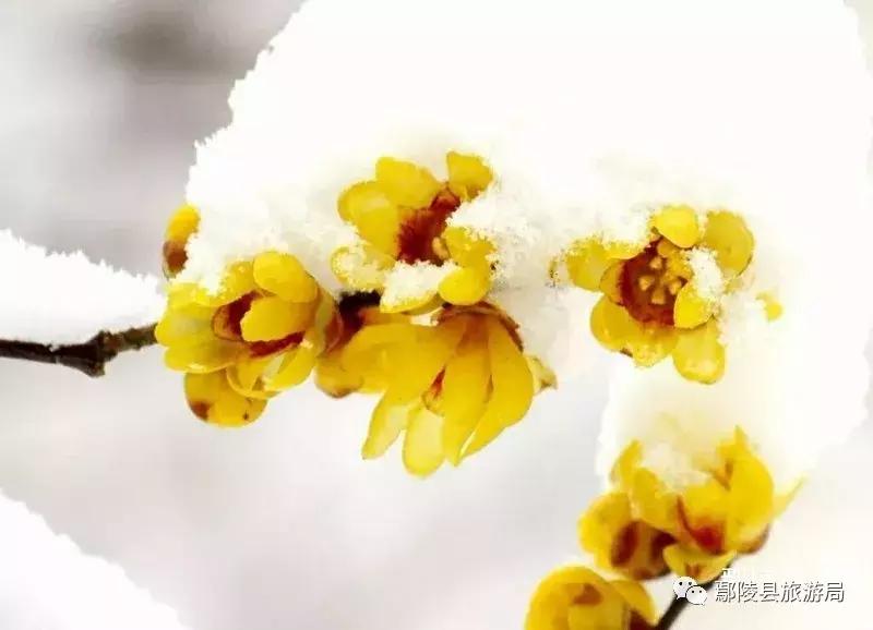 第十届鄢陵腊梅节,第七届中国鄢陵腊梅梅花文化节