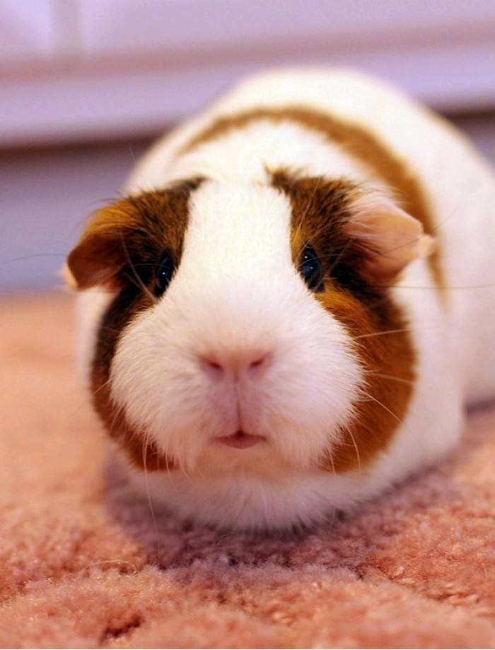 有什么小宠好养,新手适合养什么宠物小宠