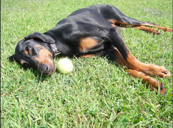 犬类品种大全杜宾犬,犬种百科之安纳托利亚牧羊犬