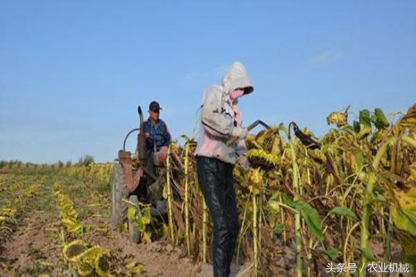 葵花收割机价格,葵花自走收割机