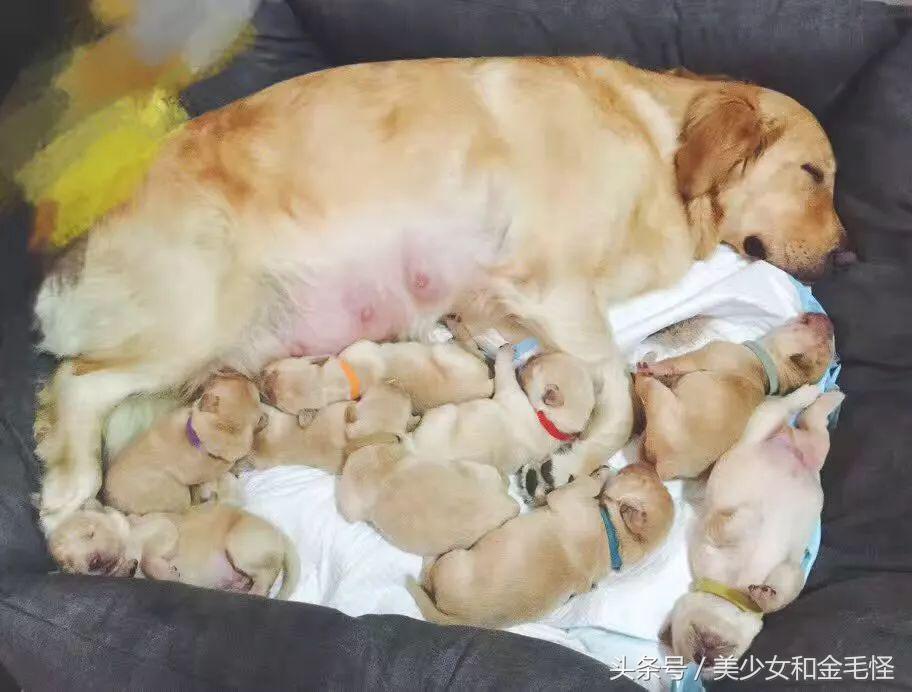 狗分娩时关注事项,狗妈妈分娩之后吃什么