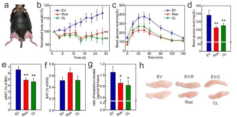 看文献的优点和缺点,看文献的话有哪些好处啊