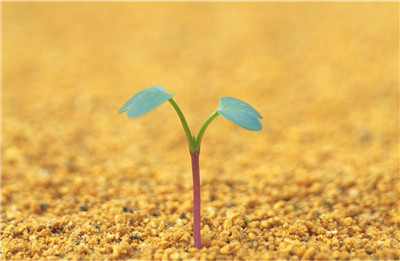 史上最全养花技巧赶紧看起来吧,养花知识大全养花也能很省钱