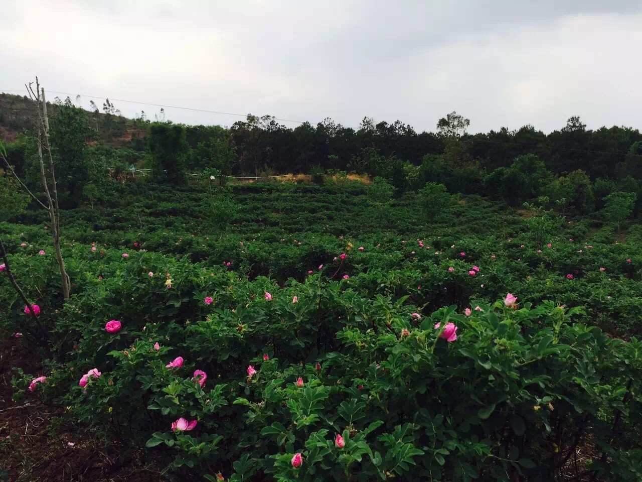 云南玫瑰基地攻略,伟大的五一