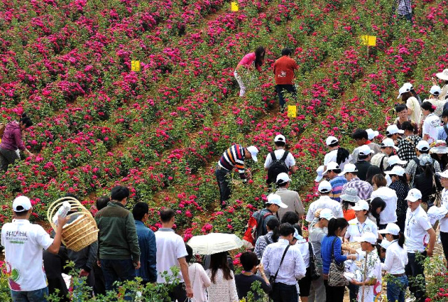 云南玫瑰基地攻略,伟大的五一