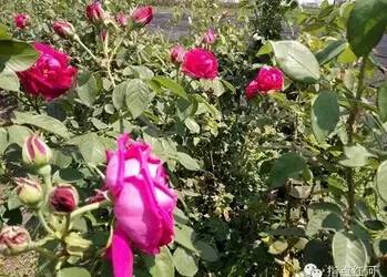 云南玫瑰基地攻略,伟大的五一