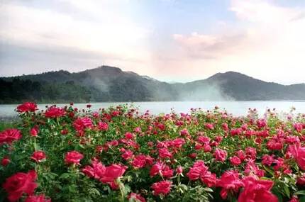 云南玫瑰基地攻略,伟大的五一