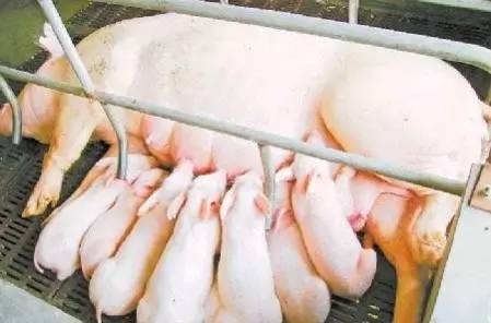 大台农芒果卖点,大台农饲料利润