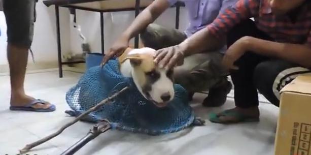 狗狗突然停滞呼吸头皮肿胀,狗头部肿了怎么回事