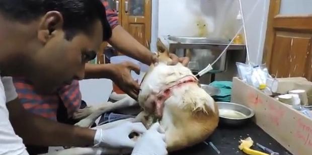 狗狗突然停滞呼吸头皮肿胀,狗头部肿了怎么回事