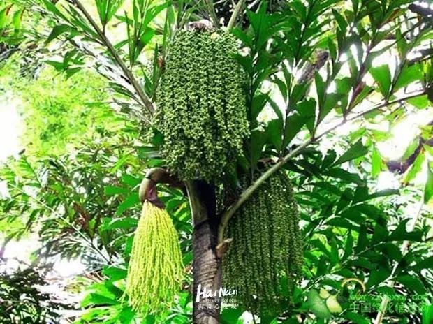 你再敢用痒痒果抹我，我们就绝交。