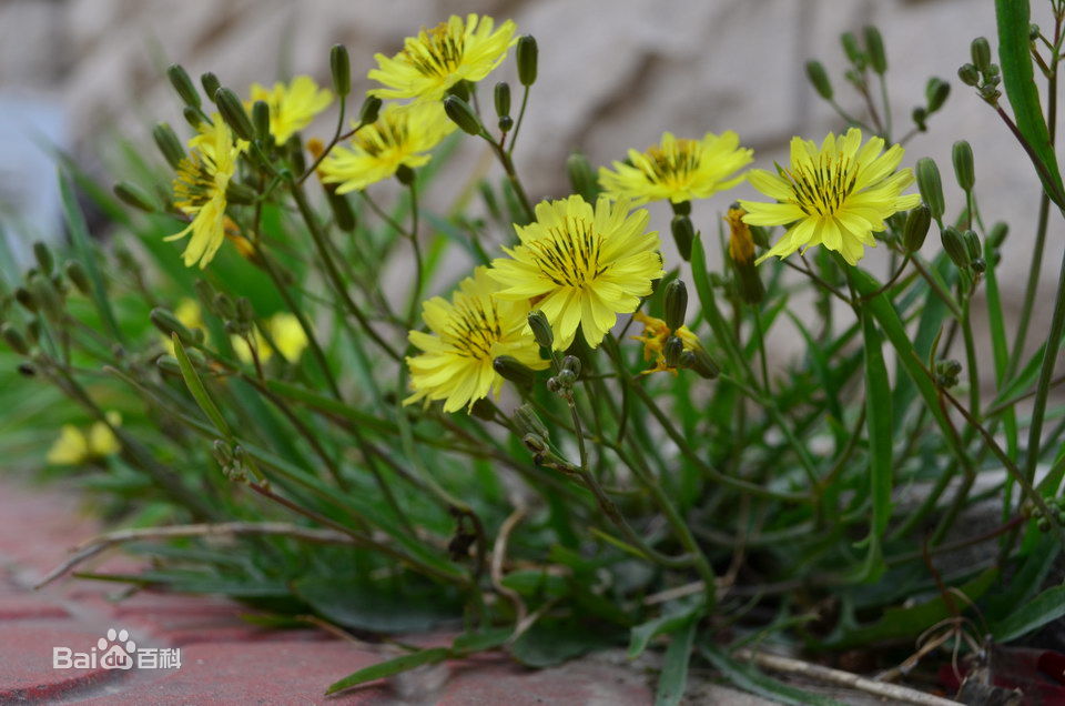 野菜无毒无害,野菜纯天然的绿色蔬菜