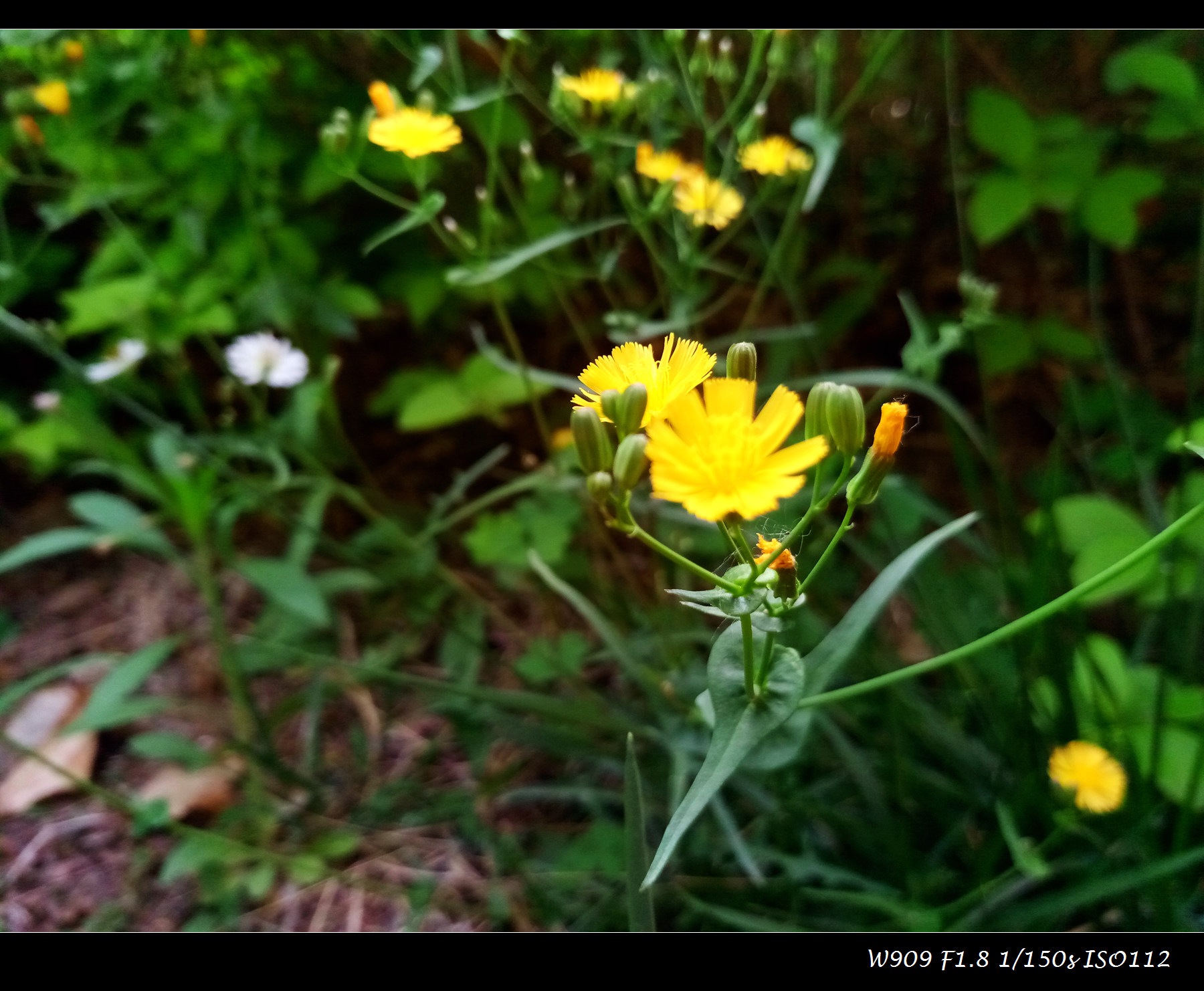 金立天鉴w909值得入手吗,金立天鉴w909翻盖手机