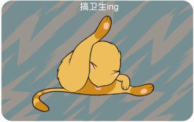 新手养猫指南铲屎官必看,铲屎官需要知道45条养猫知识科普