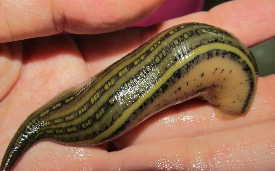 野外遇到这些动物一定要小心,十种危险的吸血动物