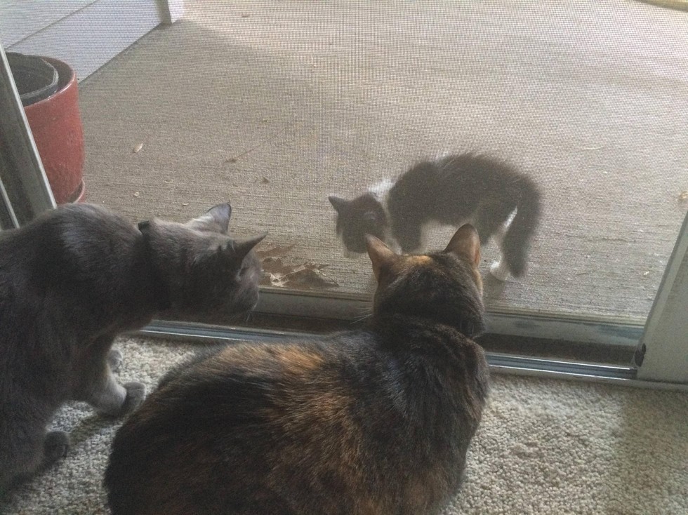 小流浪猫怕人可以强制抓回去吗,流浪猫主动求收养被赶走