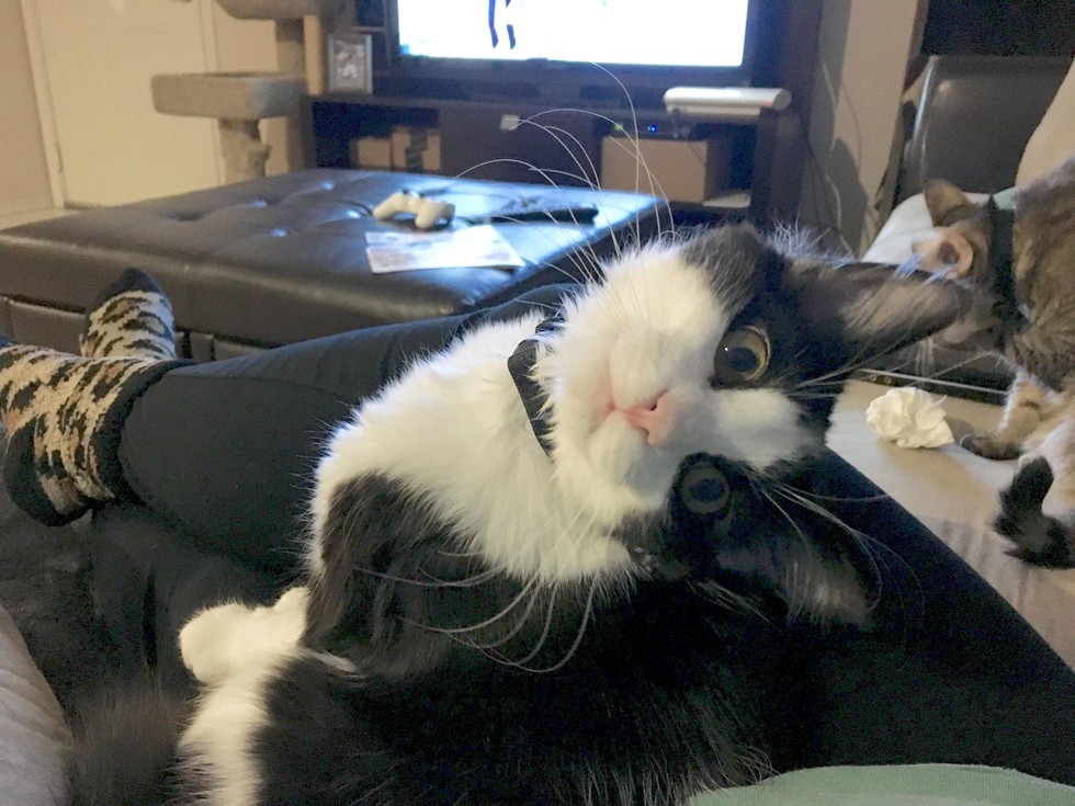 小流浪猫怕人可以强制抓回去吗,流浪猫主动求收养被赶走