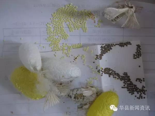 老家白白胖胖的白色虫子,小时候白色的虫子