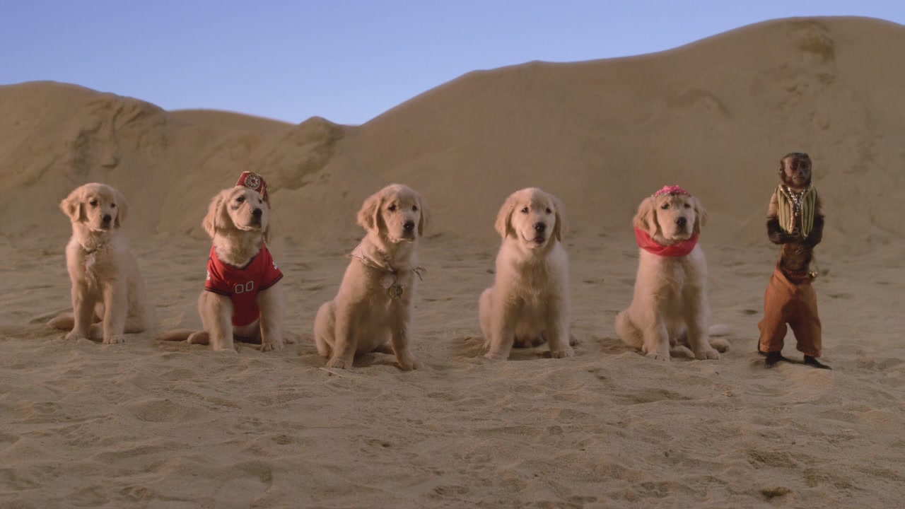 家长们应该了解的一些狗狗日常知识