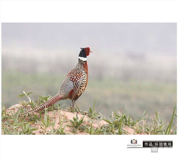 爱拍鸟儿的张教授