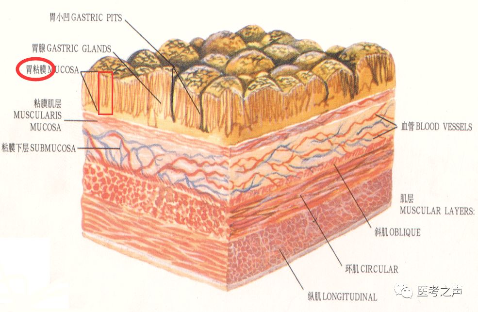 推理记忆，终身不忘：急性胃炎，不过如此！