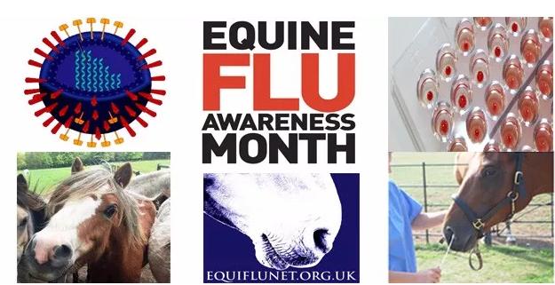 马流感的流行方式,马流感传染