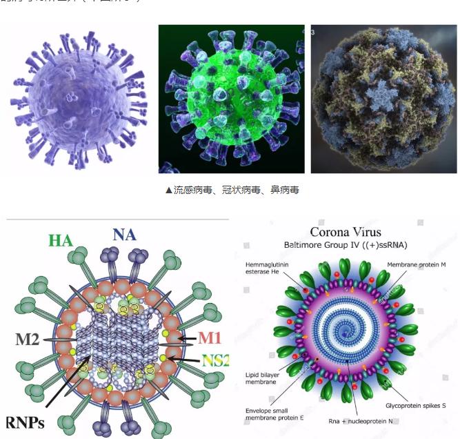 马流感的流行方式,马流感传染