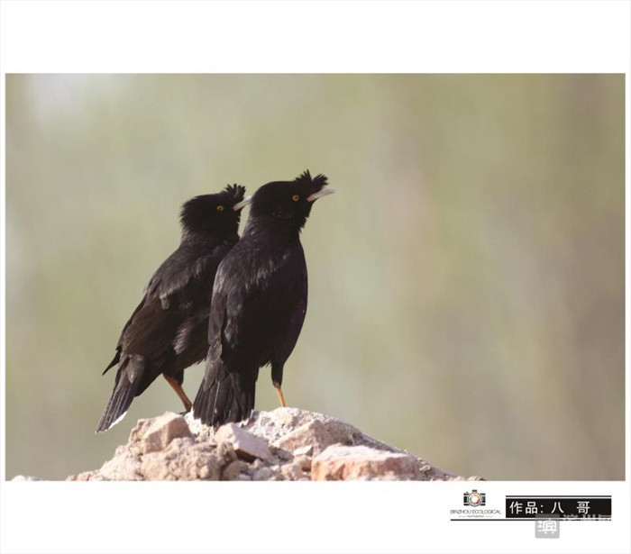 爱拍鸟儿的张教授