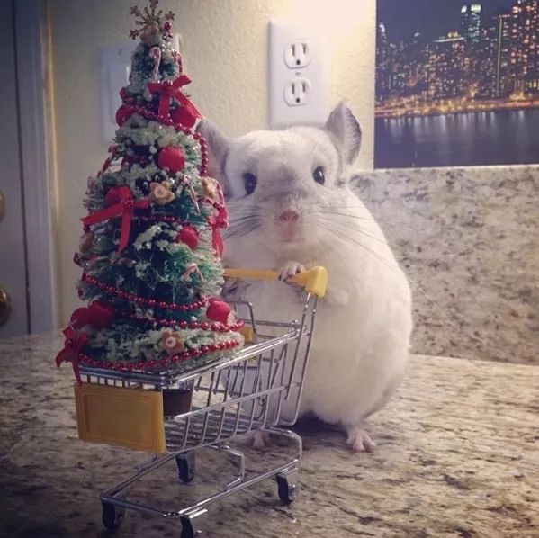 12生肖驾到视频,十二生肖迎接高光时刻