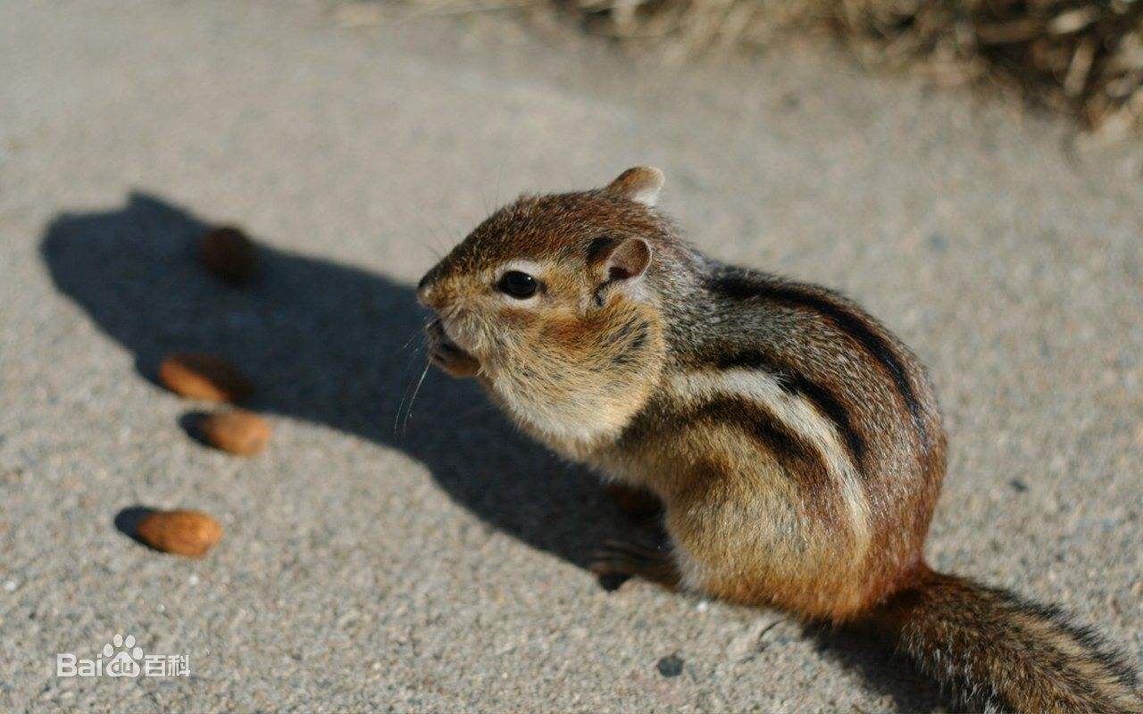 有什么小宠好养,新手适合养什么宠物小宠