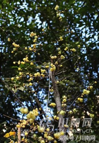 泸州看腊梅,又是一年赏梅季泸州梅花哪里赏