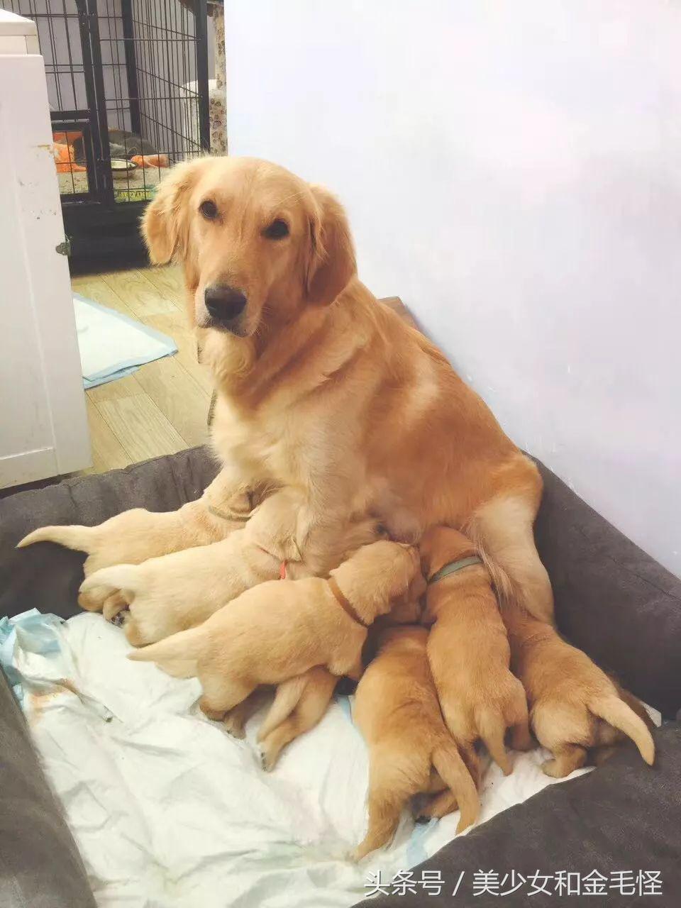 狗分娩时关注事项,狗妈妈分娩之后吃什么