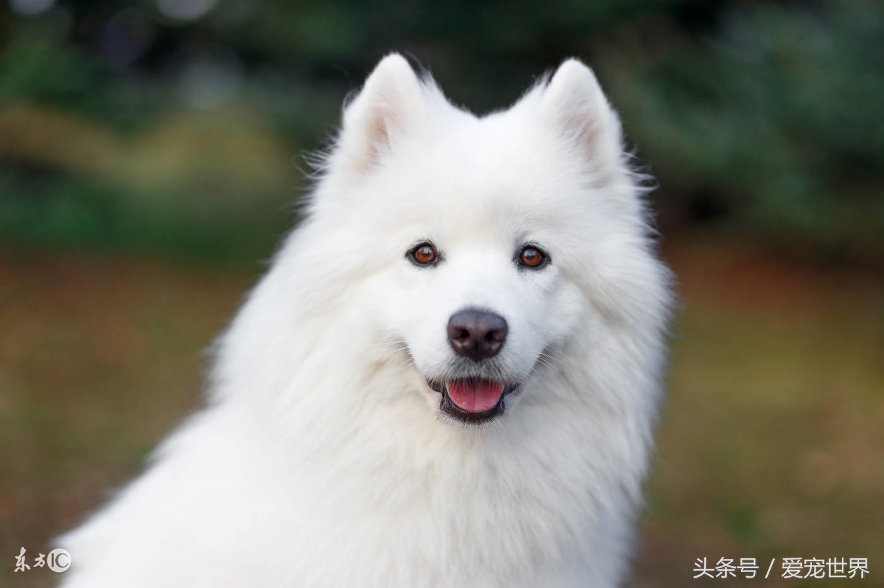 萨摩耶犬性格,萨摩耶长大后性格会温顺吗