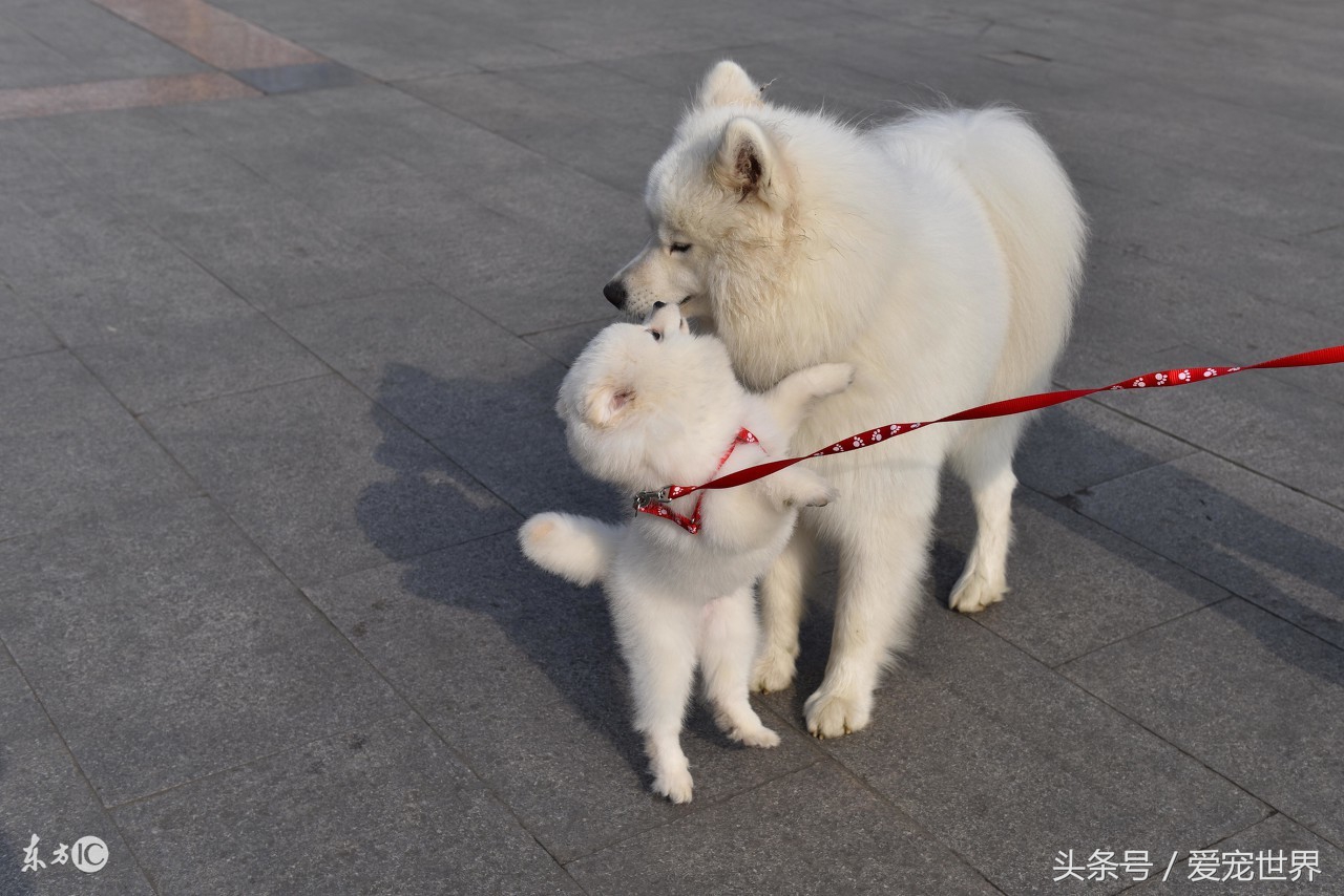 萨摩耶犬性格,萨摩耶长大后性格会温顺吗