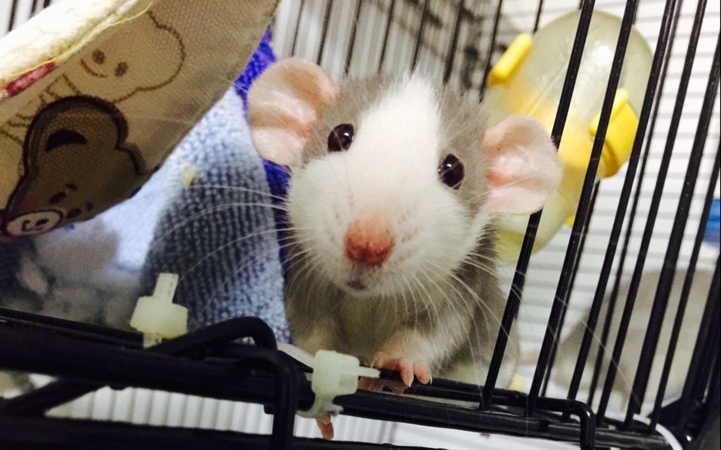 有什么小宠好养,新手适合养什么宠物小宠