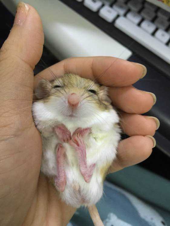 有什么小宠好养,新手适合养什么宠物小宠