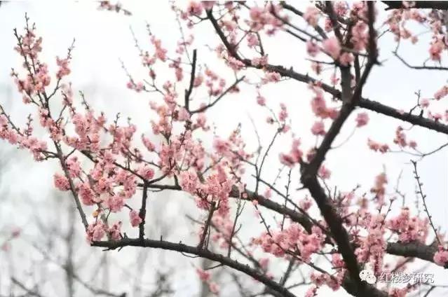 疏是枝条艳是花春妆儿女竞奢华,春妆儿女竞奢华