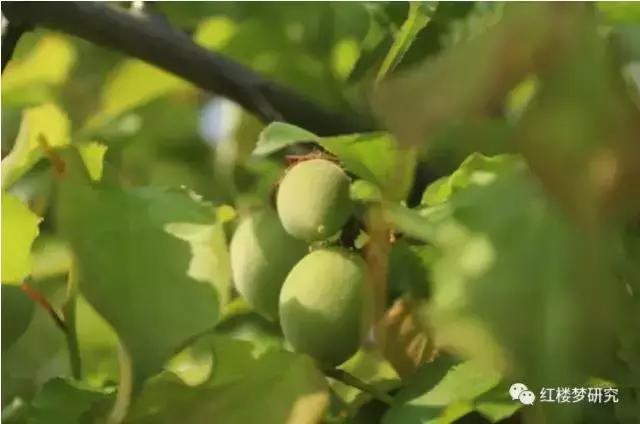 疏是枝条艳是花春妆儿女竞奢华,春妆儿女竞奢华