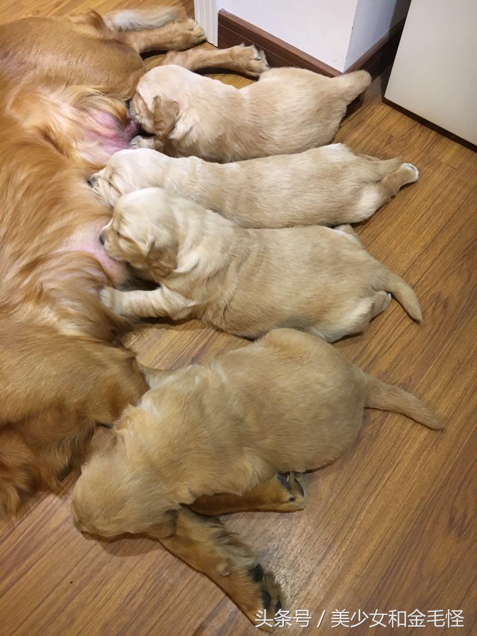 狗分娩时关注事项,狗妈妈分娩之后吃什么