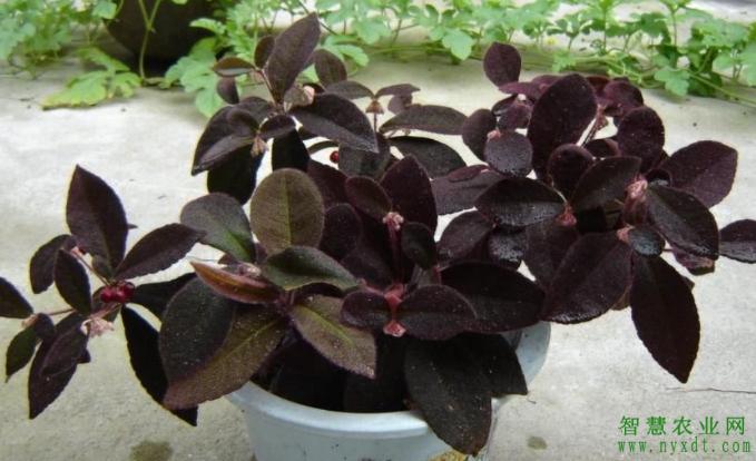 虎舌红植物怎么养殖,虎舌红怎么把叶子养红