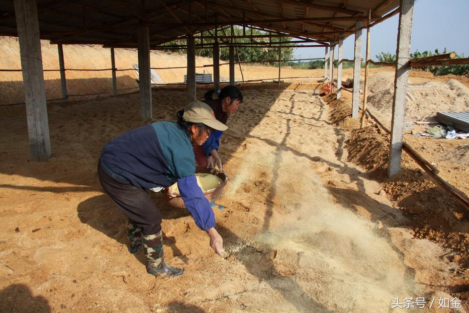 发酵床死床了怎么恢复？需要重头制作吗？