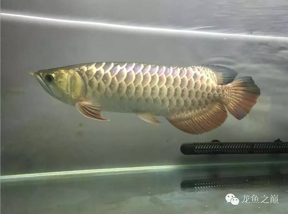 太给力了！8大招完美攻陷金龙鱼！