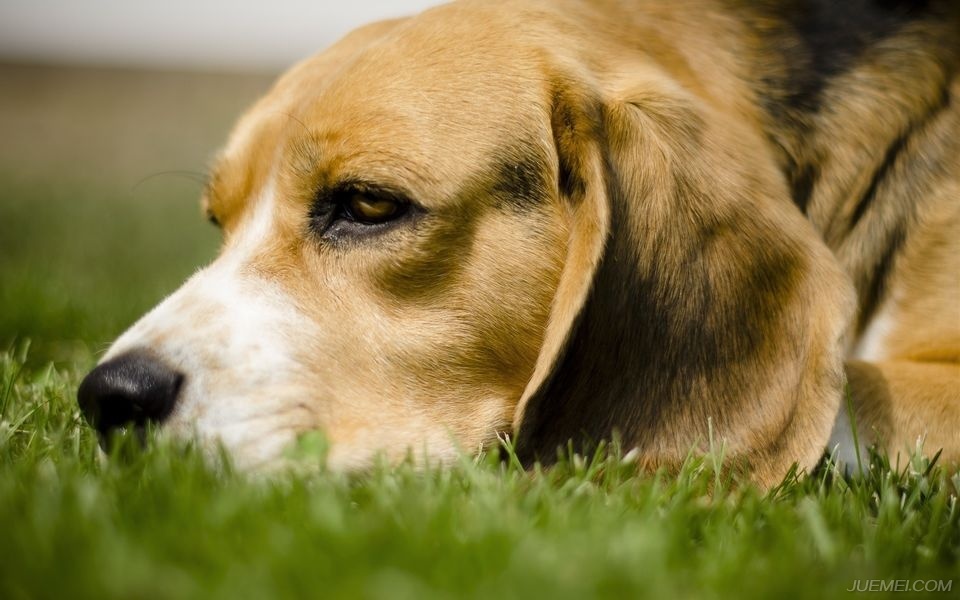 世界著名犬种比格犬,犬种百科知识